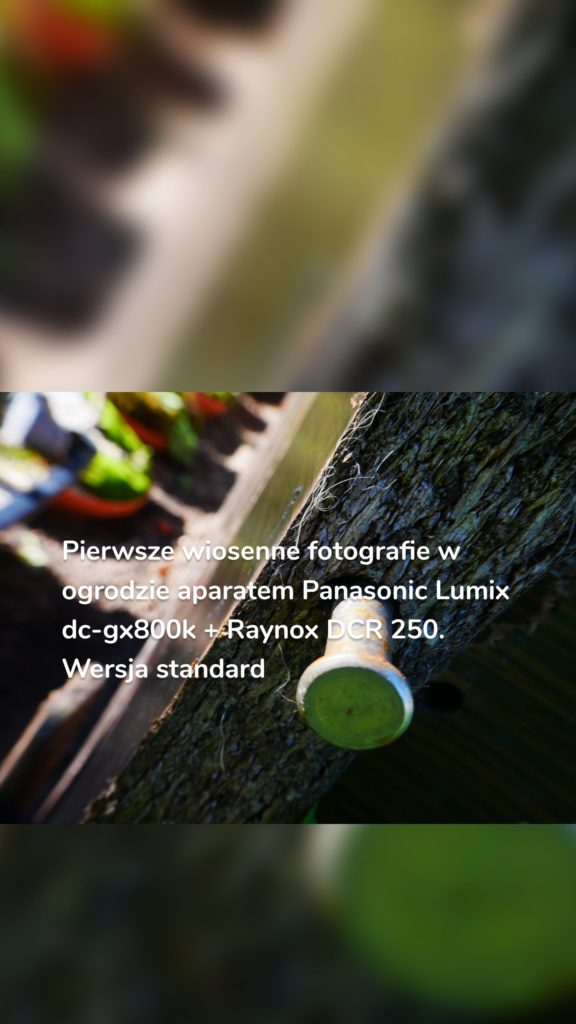 Pierwsze wiosenne fotografie w ogrodzie aparatem Panasonic Lumix dc-gx800k + Raynox DCR 250. Wersja standard